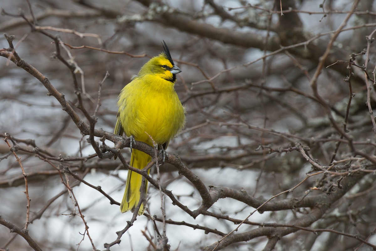 Yellow Cardinal - Chris Wood