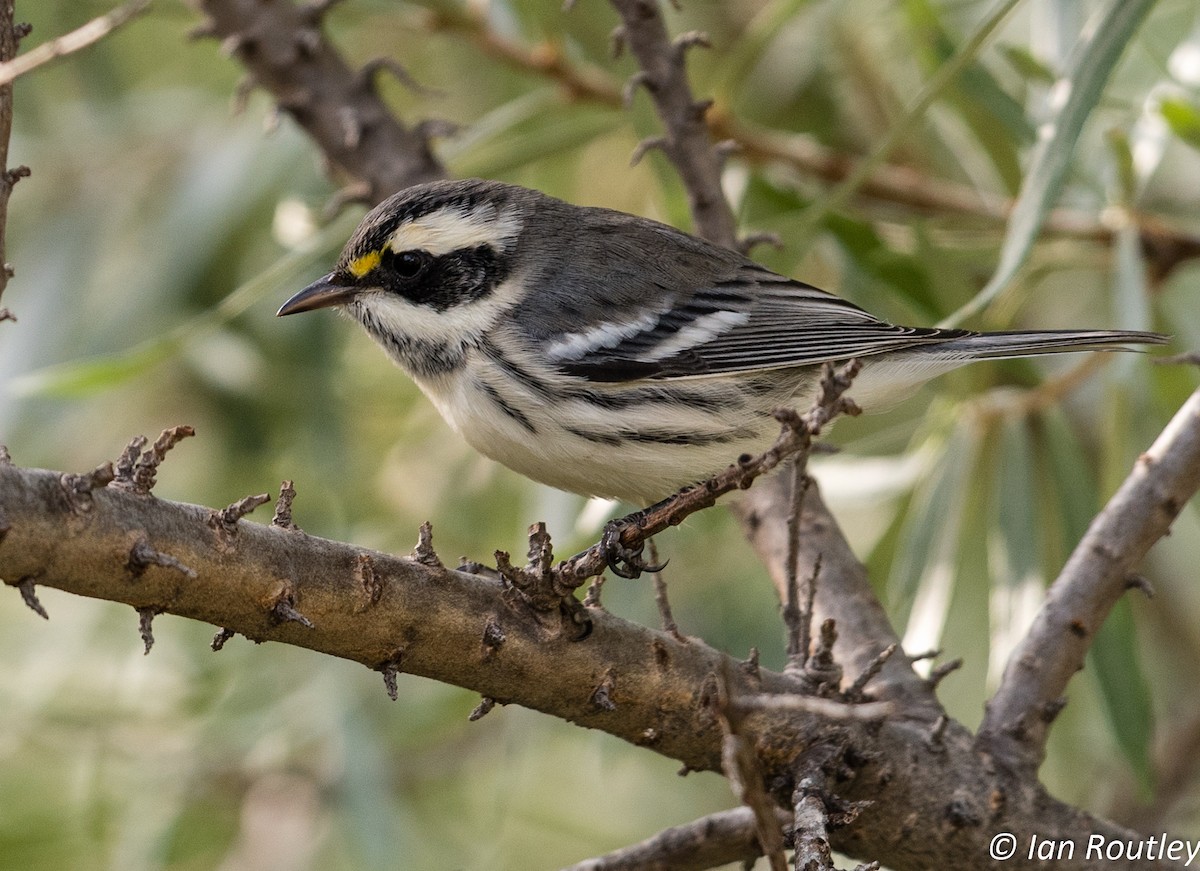 Black-throated Gray Warbler - Ian Routley