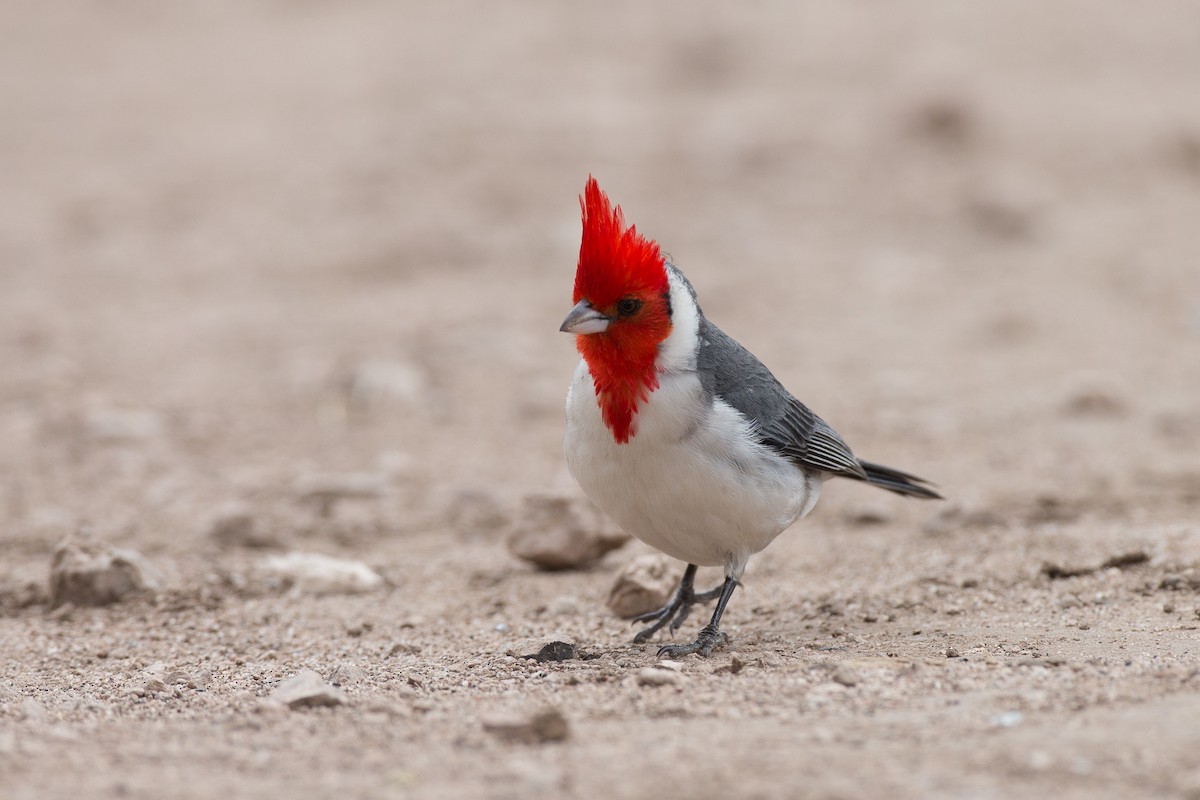 Red-crested Cardinal - ML31530571