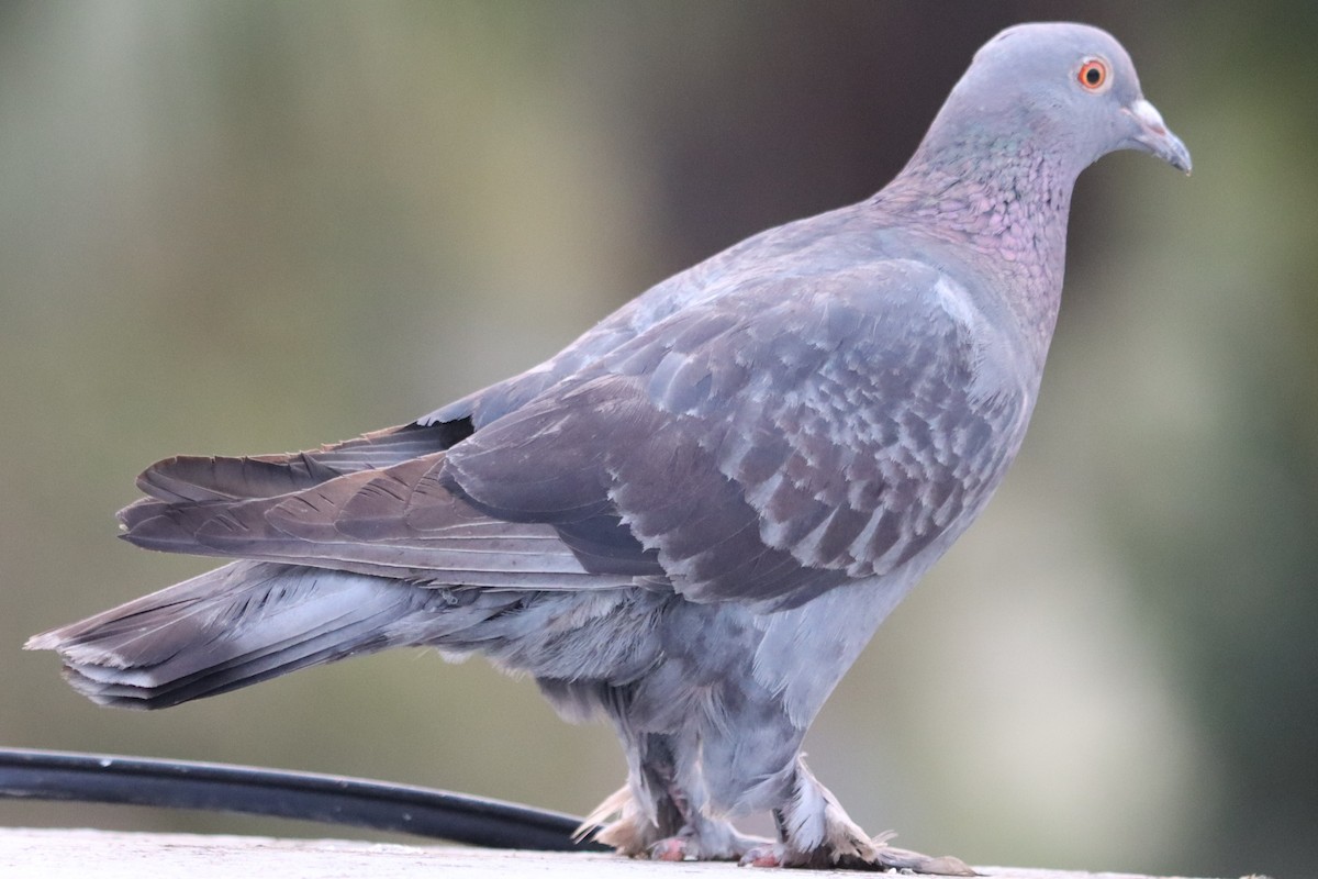 Rock Pigeon (Feral Pigeon) - ML315305791