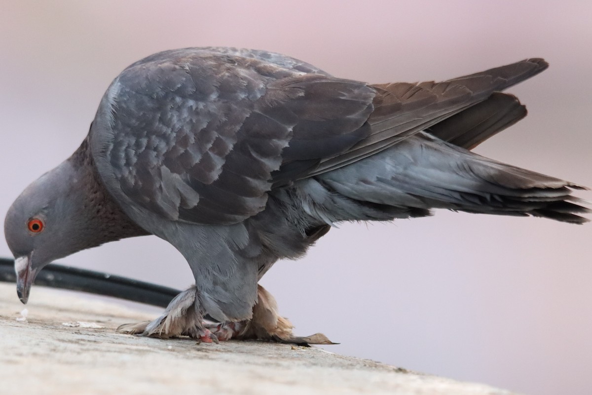 Rock Pigeon (Feral Pigeon) - ML315305921