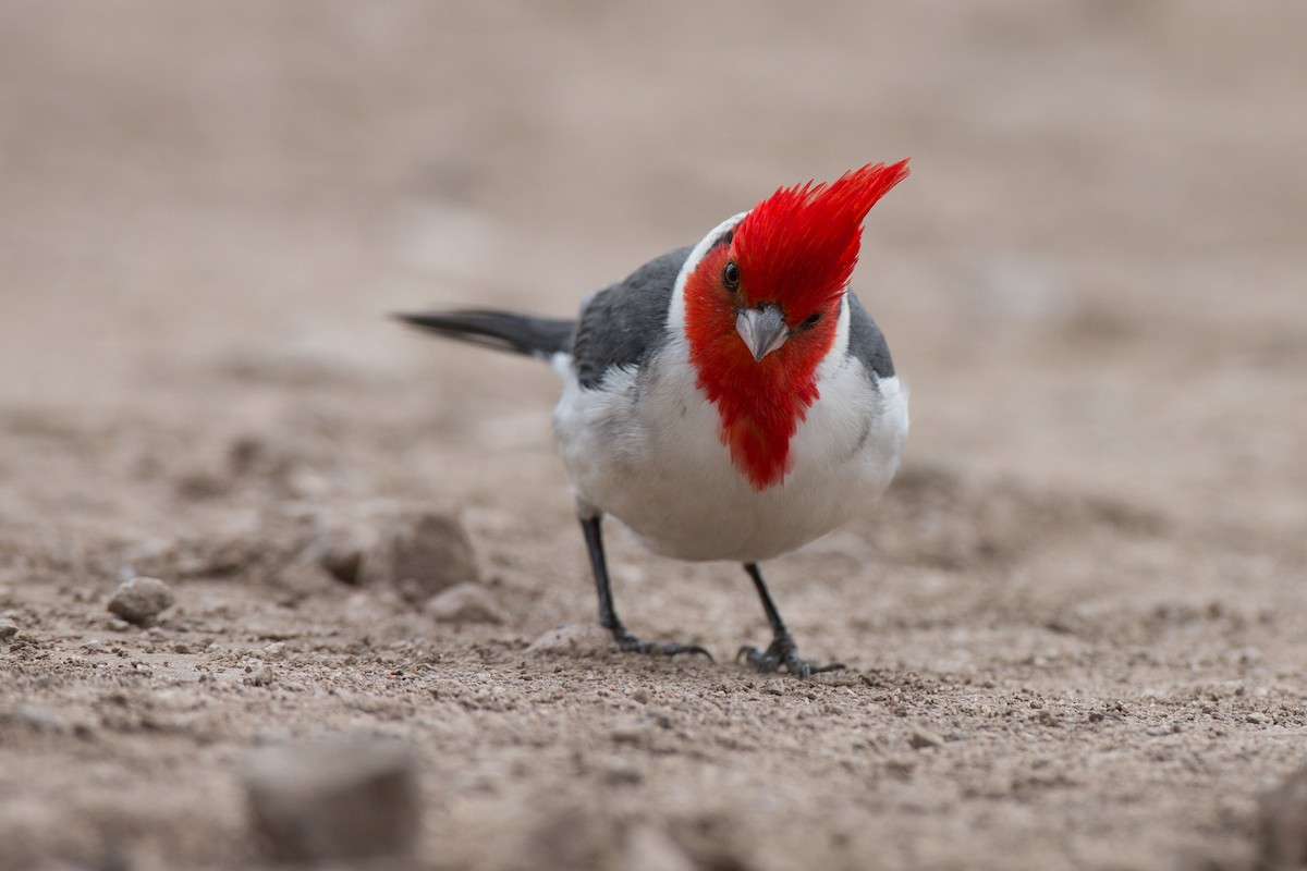 Red-crested Cardinal - Chris Wood