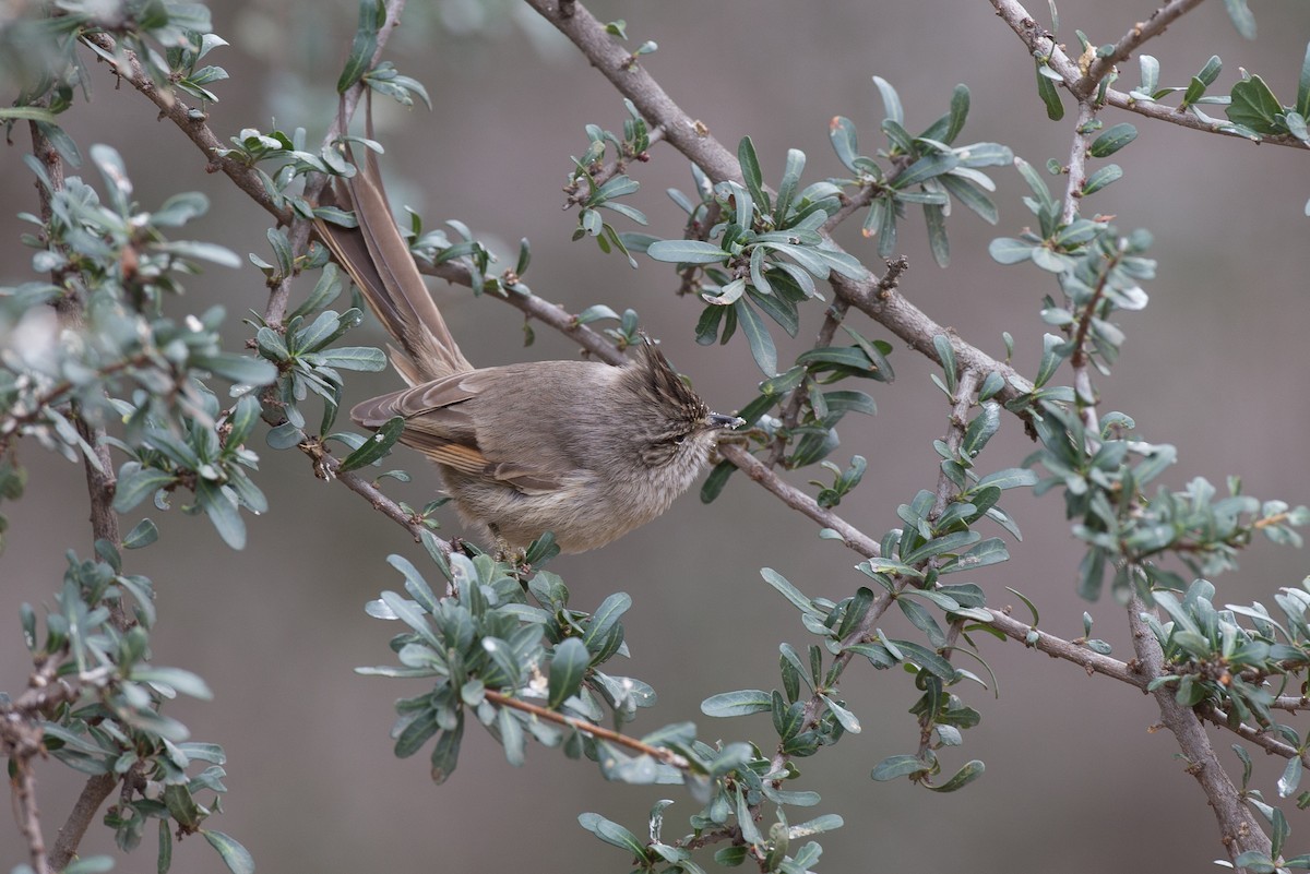 Tufted Tit-Spinetail - ML31530791