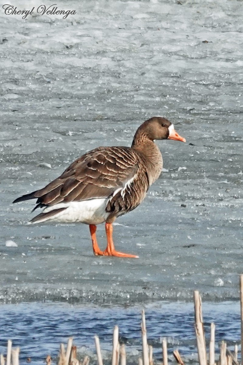 Greater White-fronted Goose - ML315308361