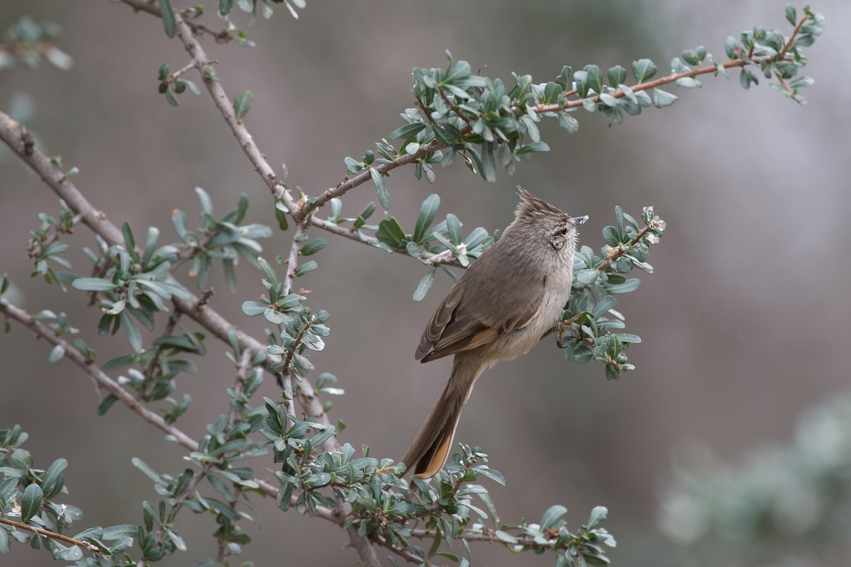 Tufted Tit-Spinetail - Chris Wood