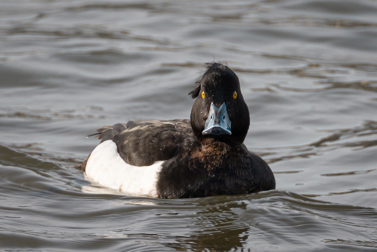 Tufted Duck - ML315315151