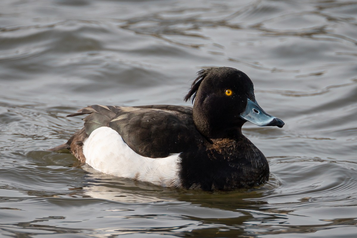 Tufted Duck - ML315315161