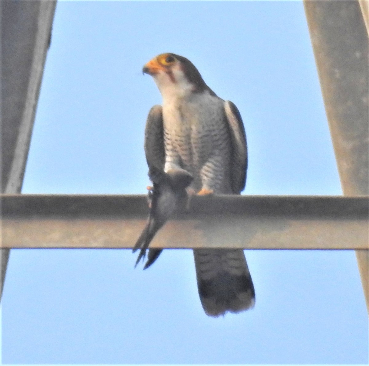 Red-necked Falcon - Sita Susarla
