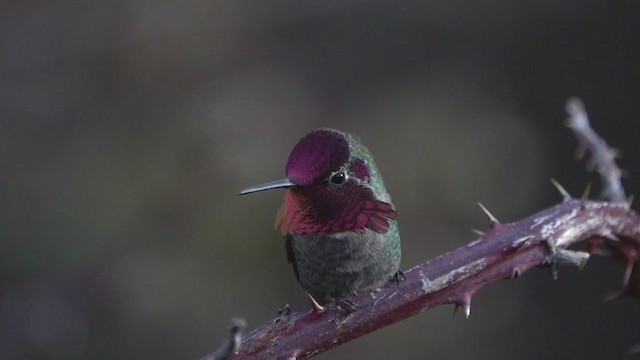 Anna's Hummingbird - ML315319251
