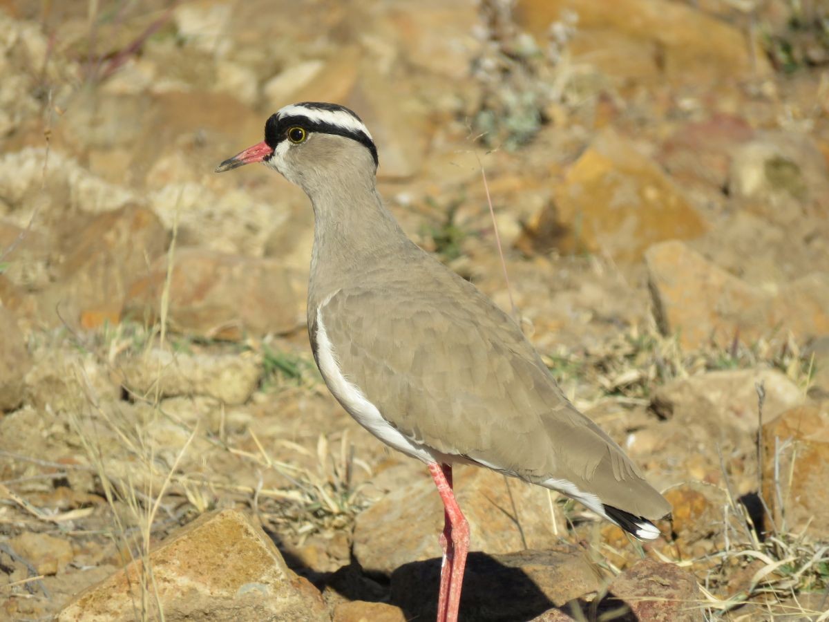 Crowned Lapwing - ML31531951