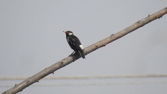 Indian Pied Starling - ML315320201