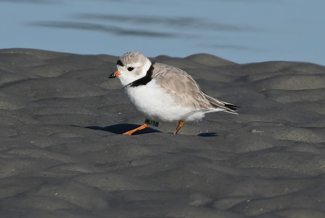 Piping Plover - ML315325201