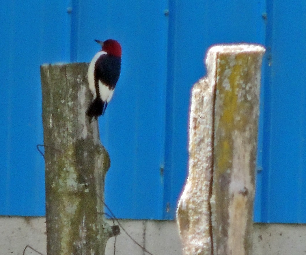 Red-headed Woodpecker - Michel Bertrand