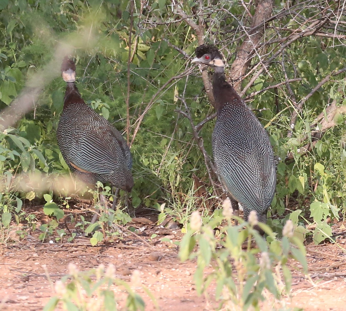 Southern Crested Guineafowl - ML315327401