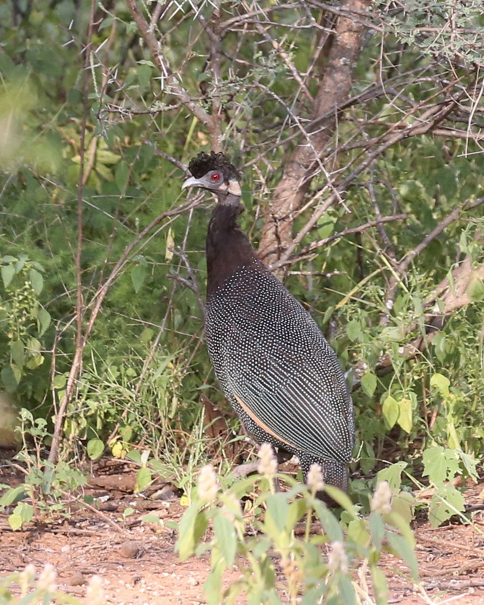 Southern Crested Guineafowl - ML315327441