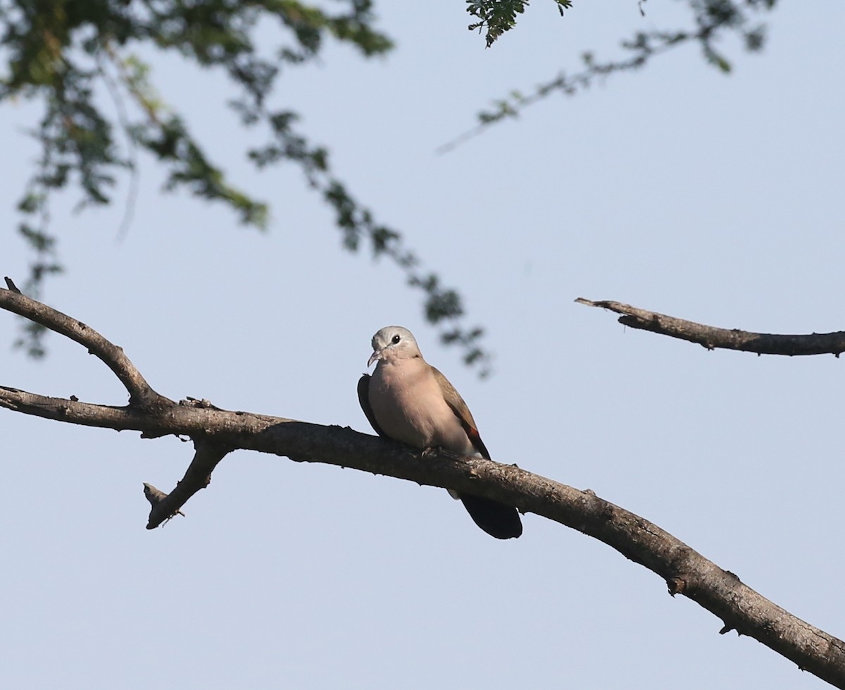 Emerald-spotted Wood-Dove - ML315327471