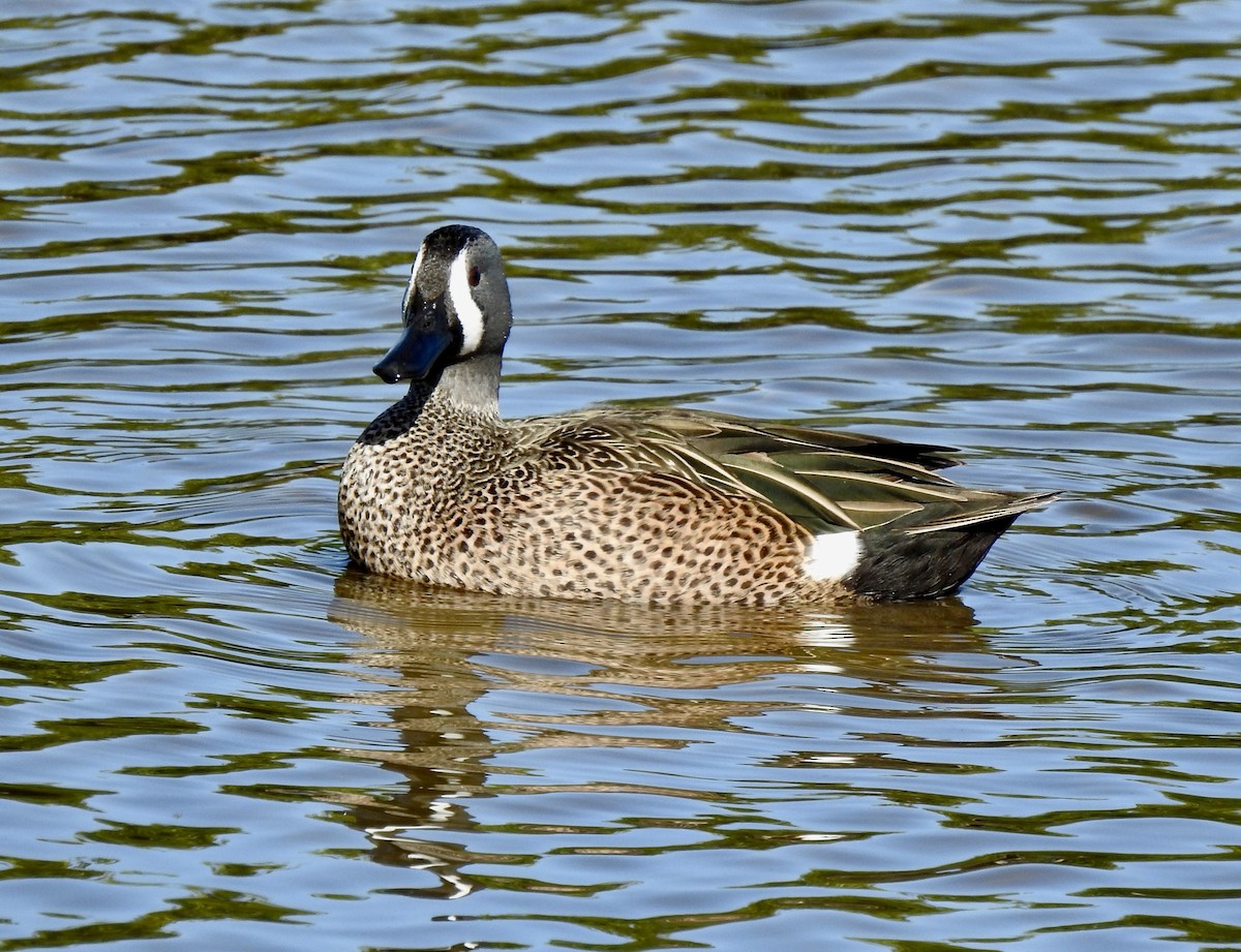 Blue-winged Teal - ML315334331