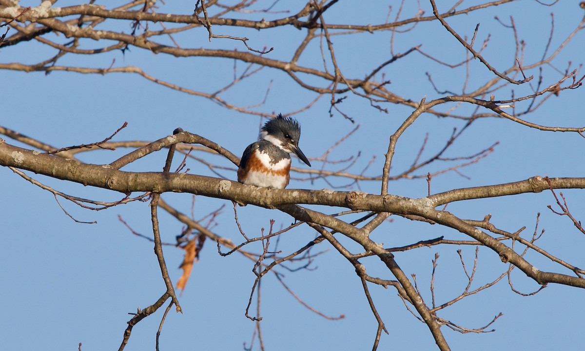 Belted Kingfisher - ML315334441