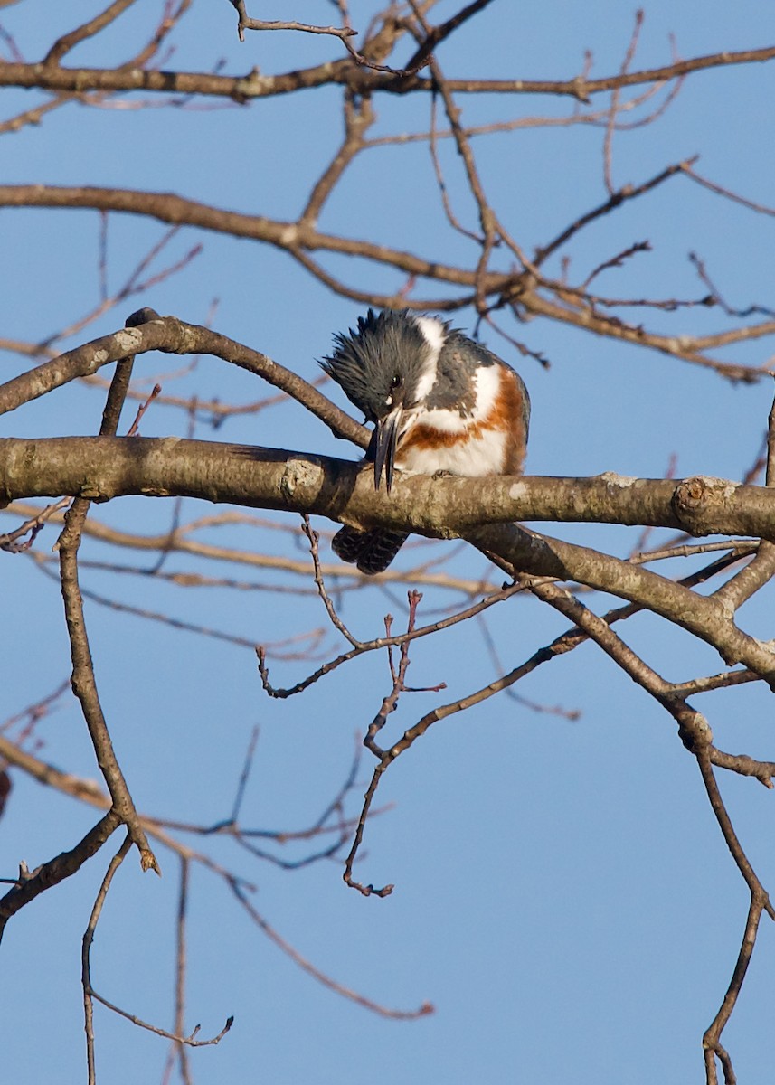 Belted Kingfisher - ML315334451