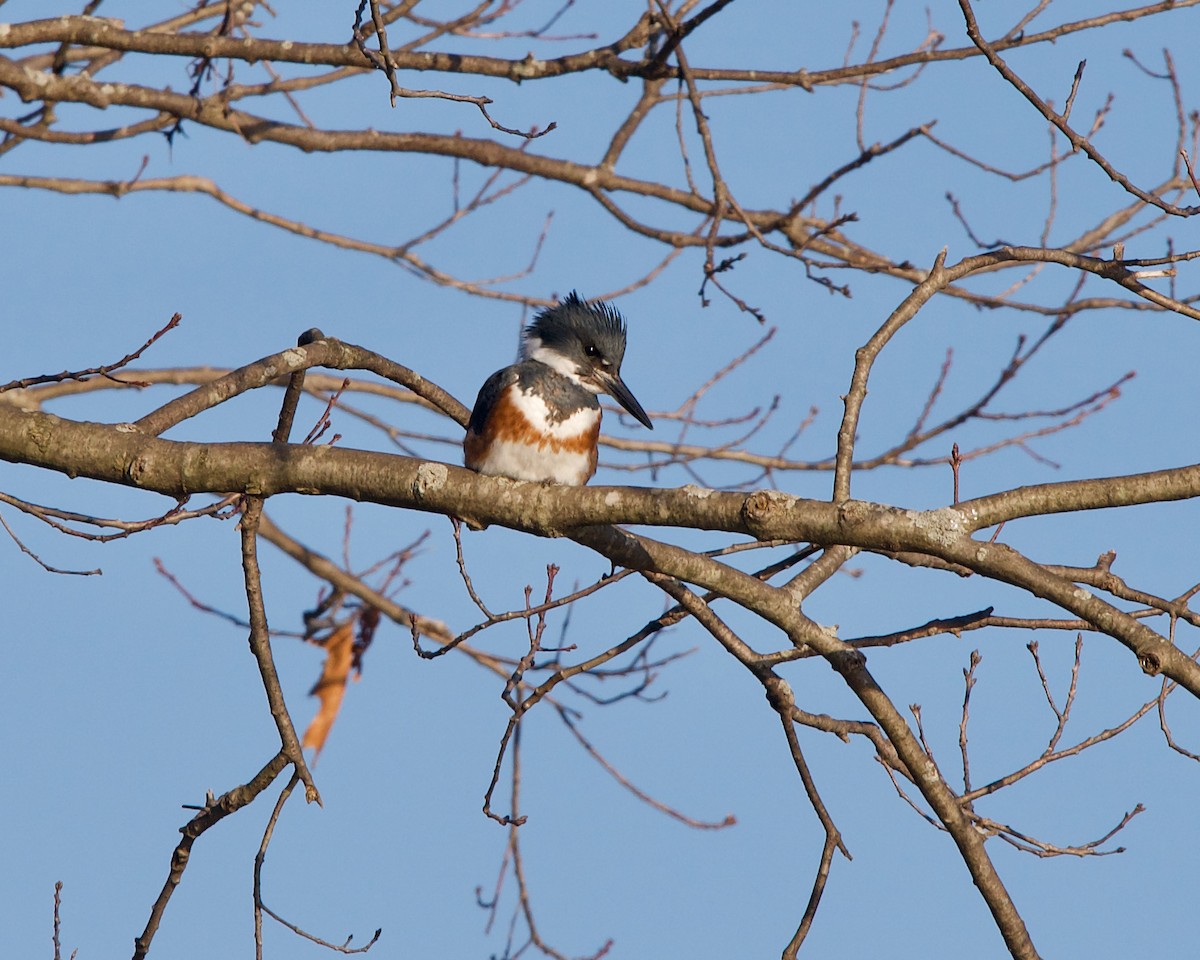 Belted Kingfisher - ML315334461