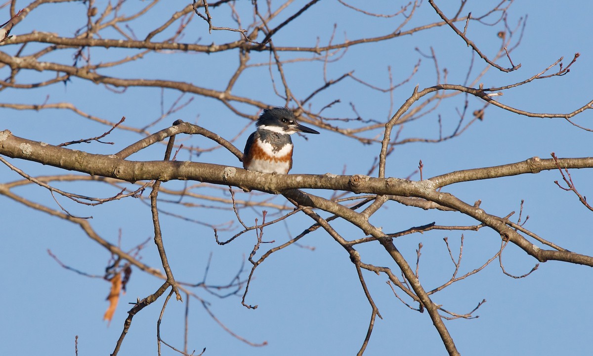 Belted Kingfisher - ML315334471