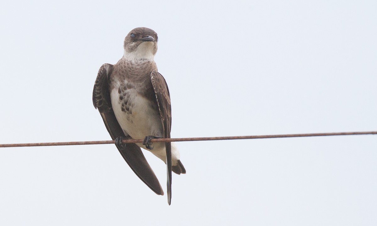Brown-chested Martin (fusca) - Chris Wood