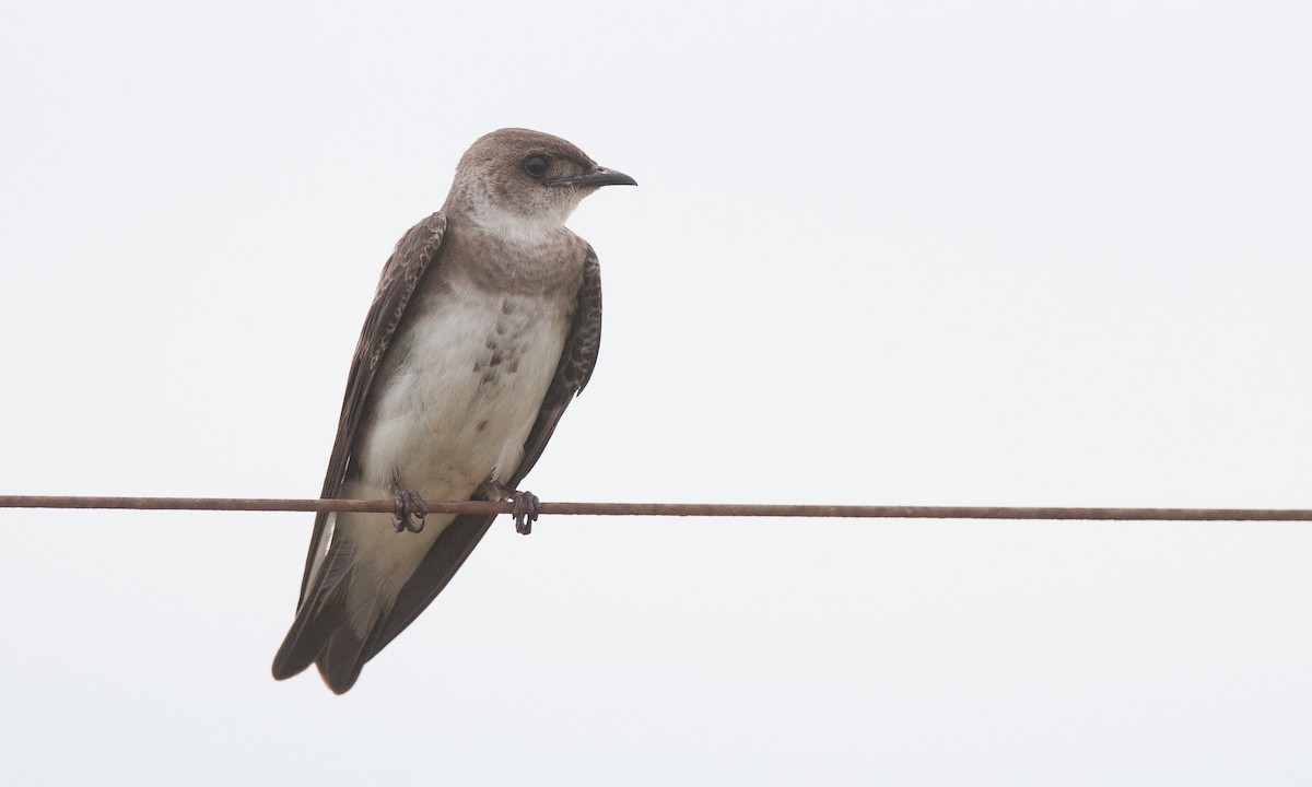 Brown-chested Martin (fusca) - Chris Wood