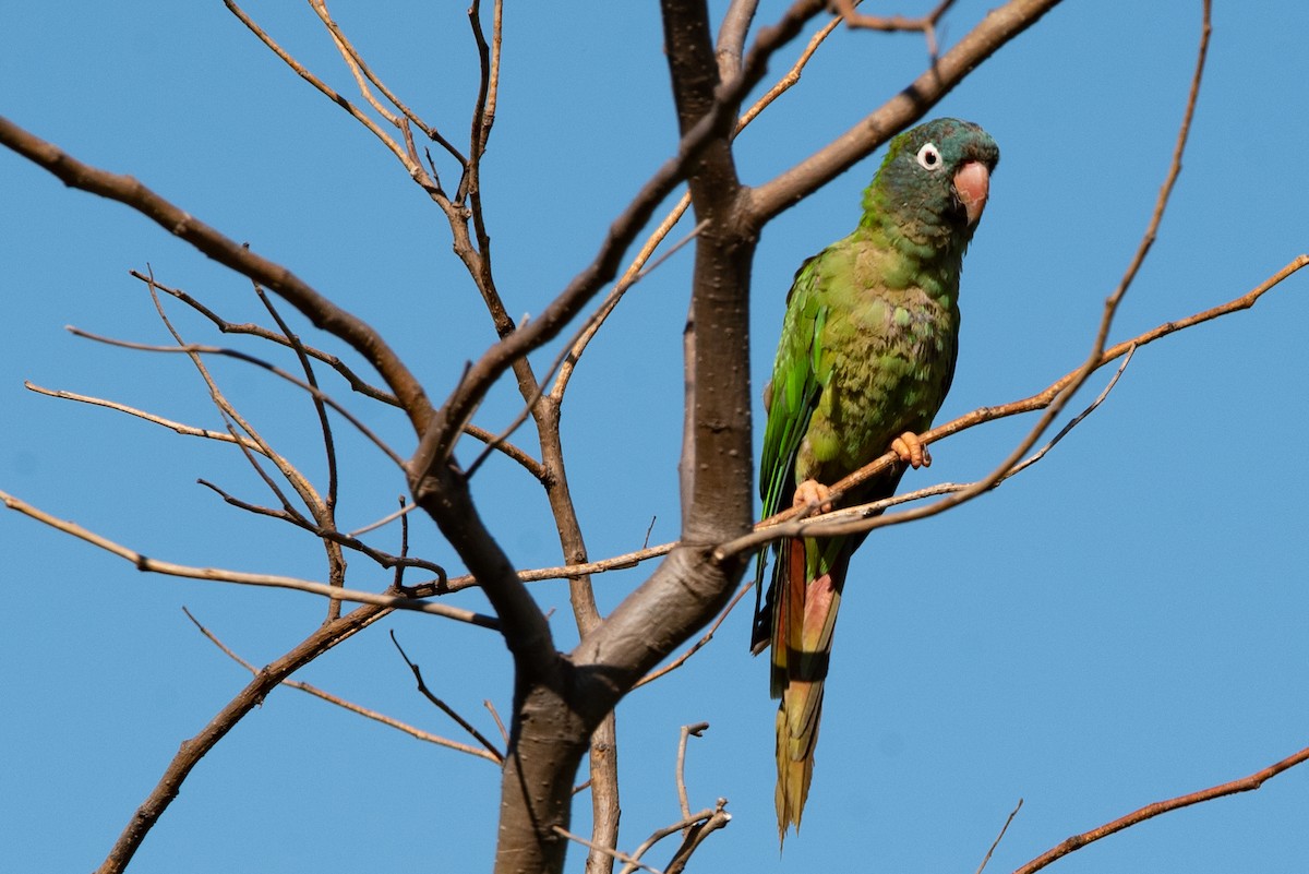 Blue-crowned Parakeet - Mery Haro