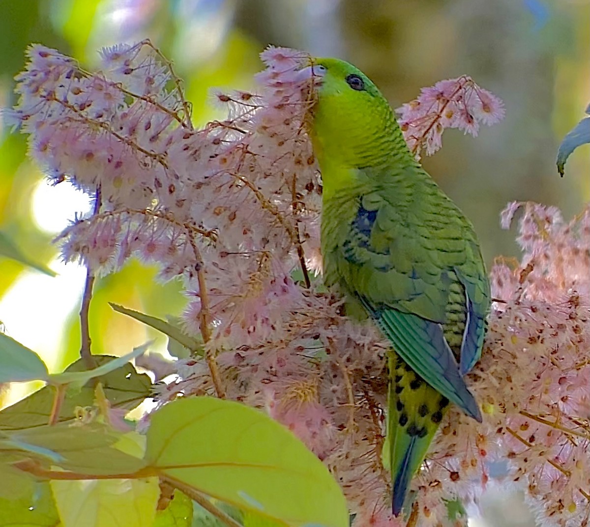 Barred Parakeet - William Orellana (Beaks and Peaks)