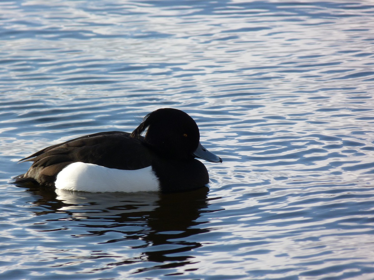 Tufted Duck - ML315338301