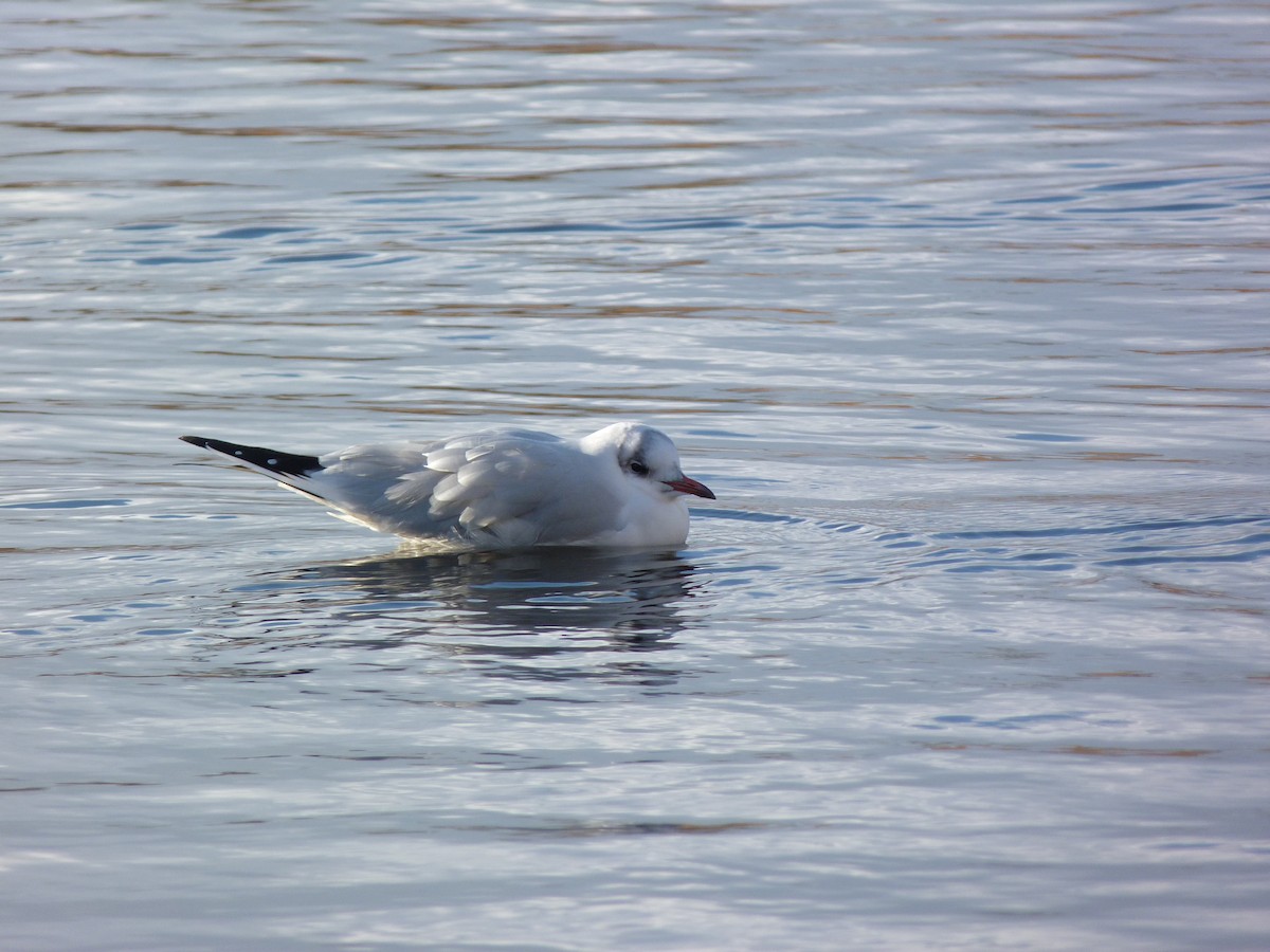 Mouette rieuse - ML315338631