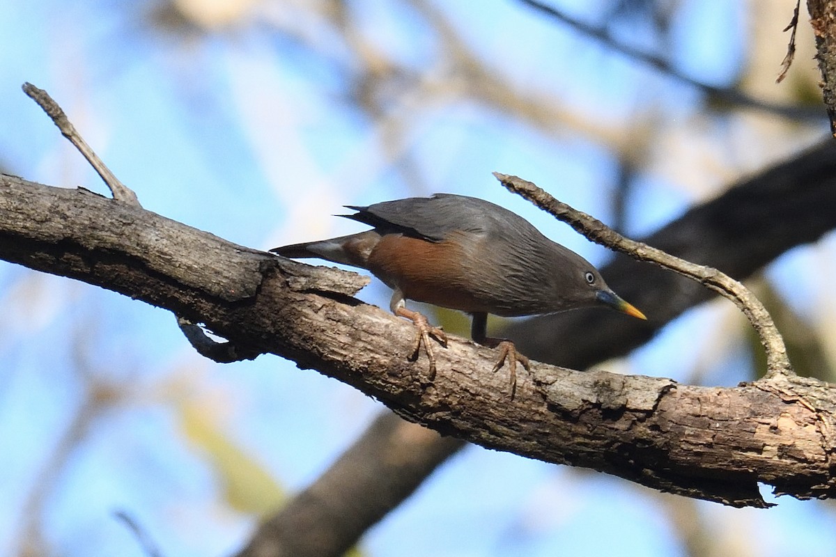 Chestnut-tailed Starling - ML315339301