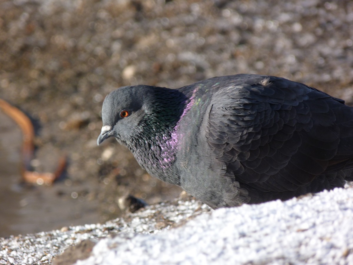 Rock Pigeon (Feral Pigeon) - ML315339311