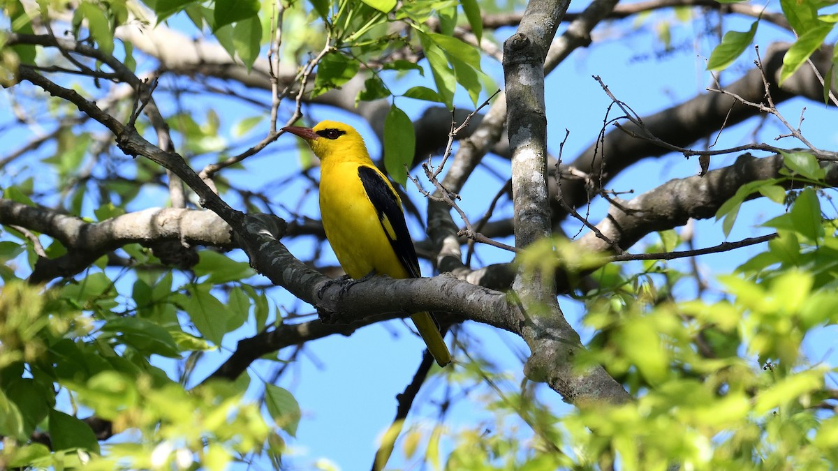 Indian Golden Oriole - ML315339651