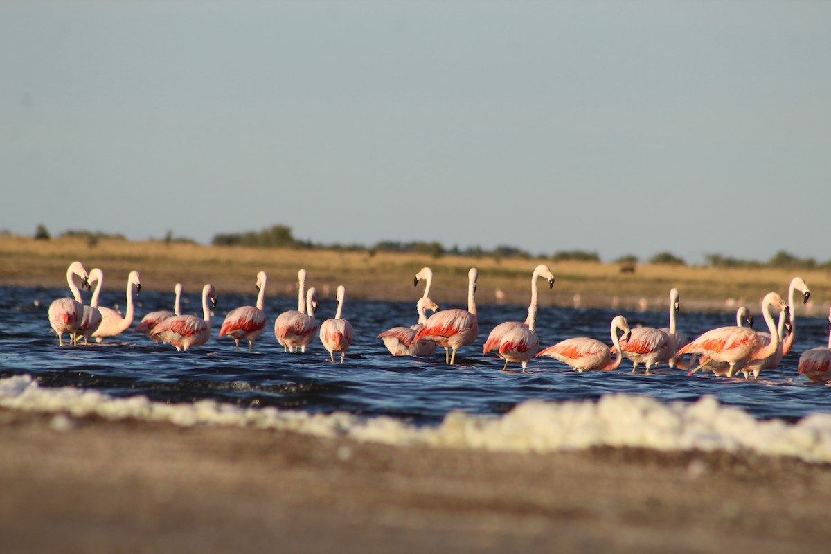 Chilean Flamingo - Marcos de Larminat