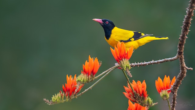 Hooded Oriole - eBird