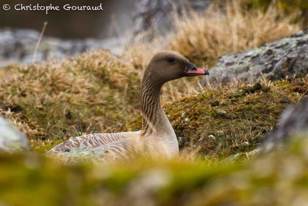Pink-footed Goose - Christophe Gouraud