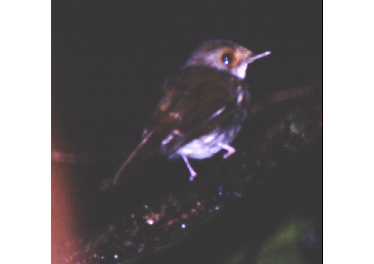 Chestnut-tailed Jungle Flycatcher - Desmond Allen