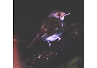  - Sulu Jungle Flycatcher