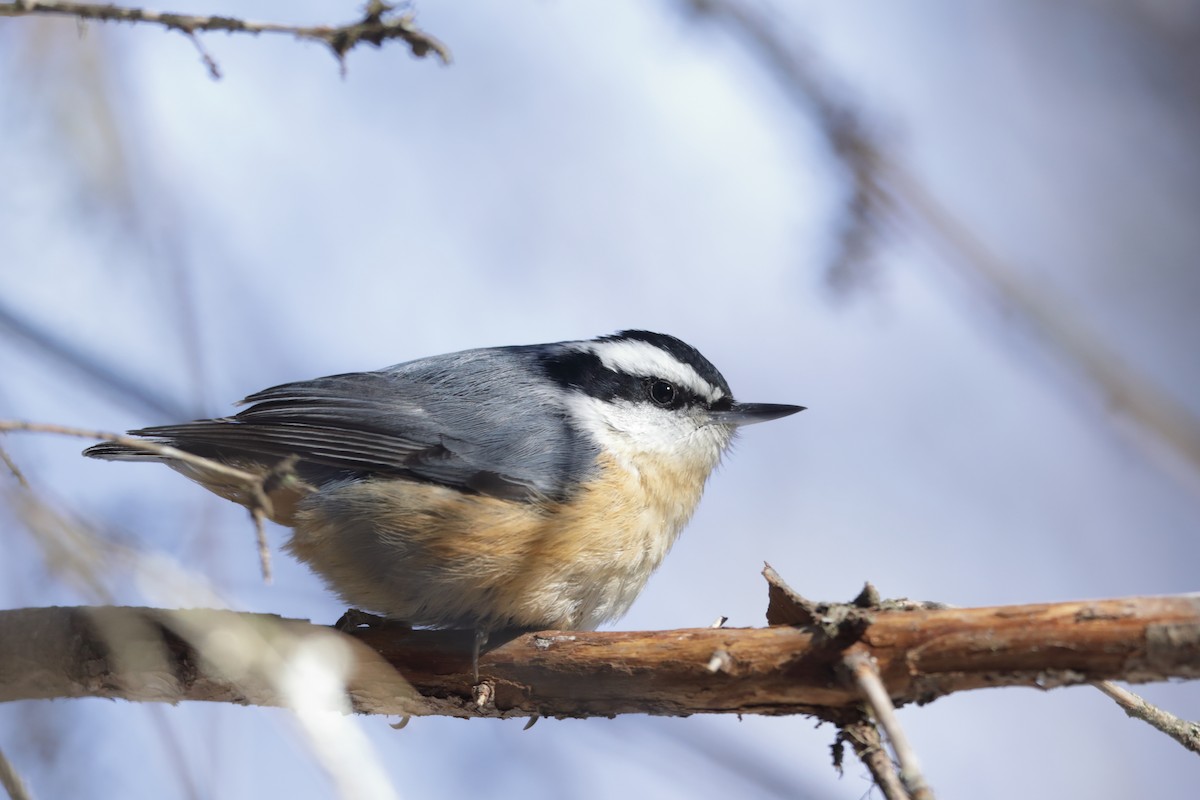 Red-breasted Nuthatch - ML315350811
