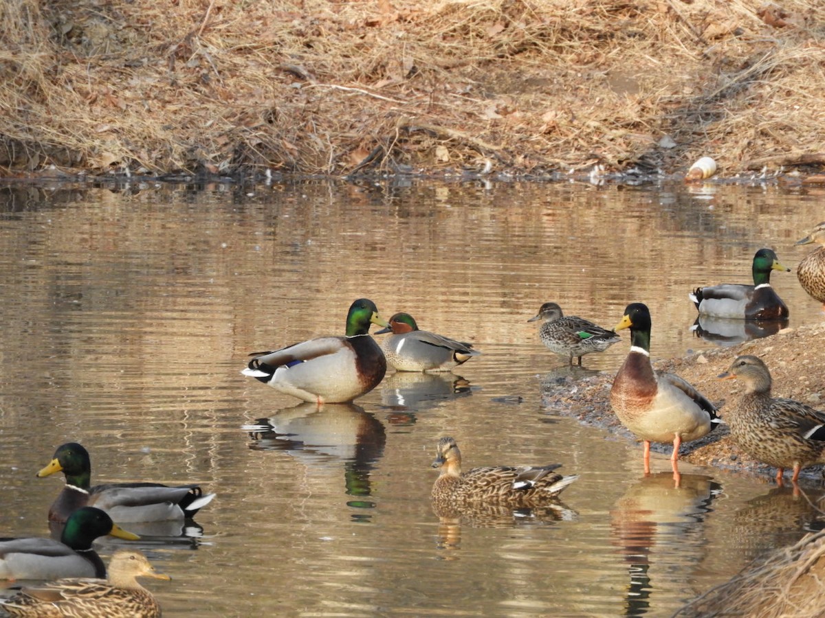 Green-winged Teal - Laura B