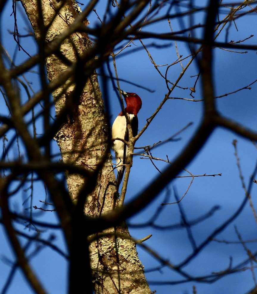 Red-headed Woodpecker - ML315352321