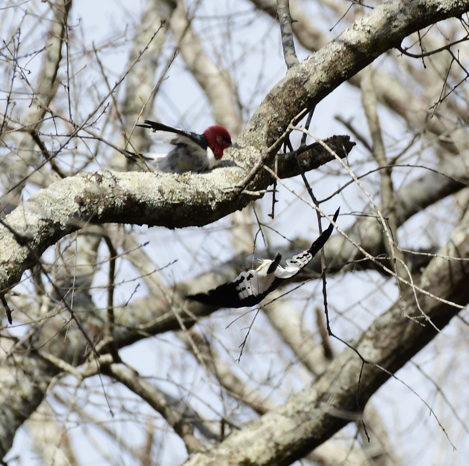 Red-headed Woodpecker - ML315352341