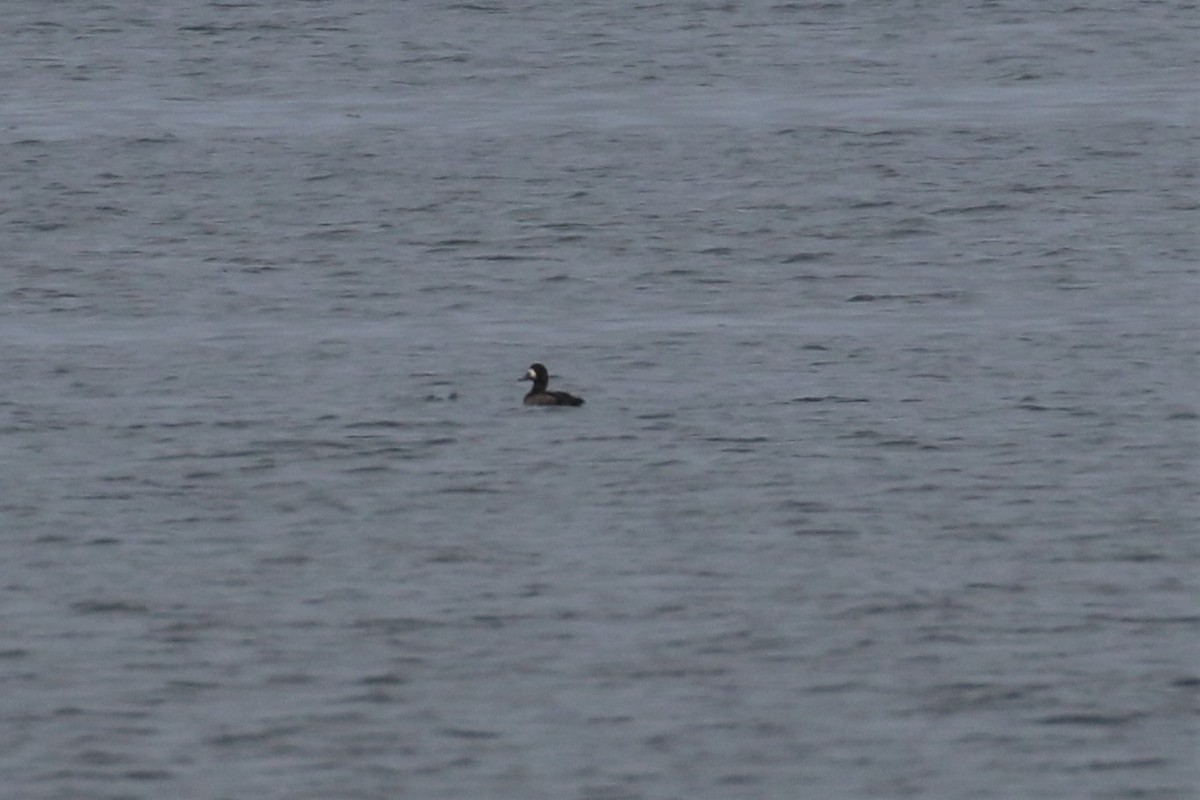 Greater Scaup - ML315354061