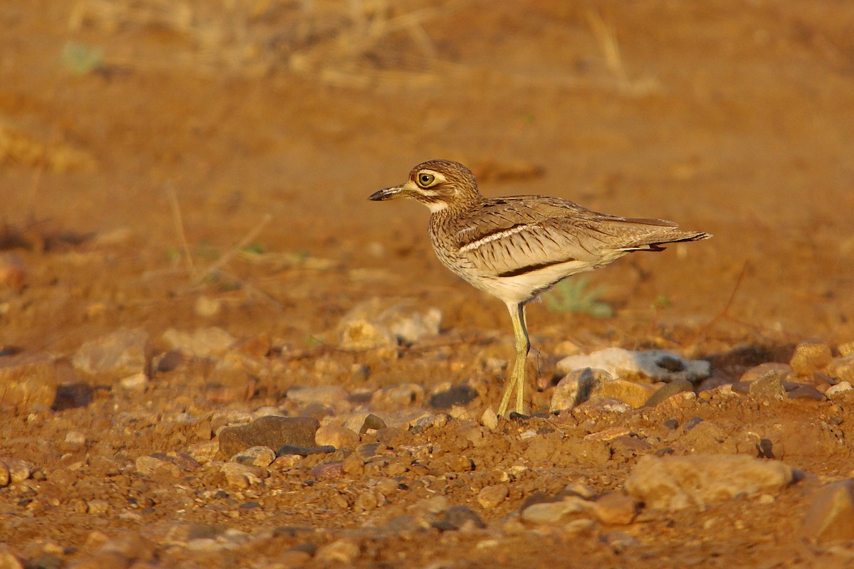 Water Thick-knee - Chris Chafer