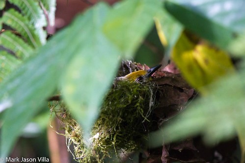 Golden-crowned Babbler - Mark Villa