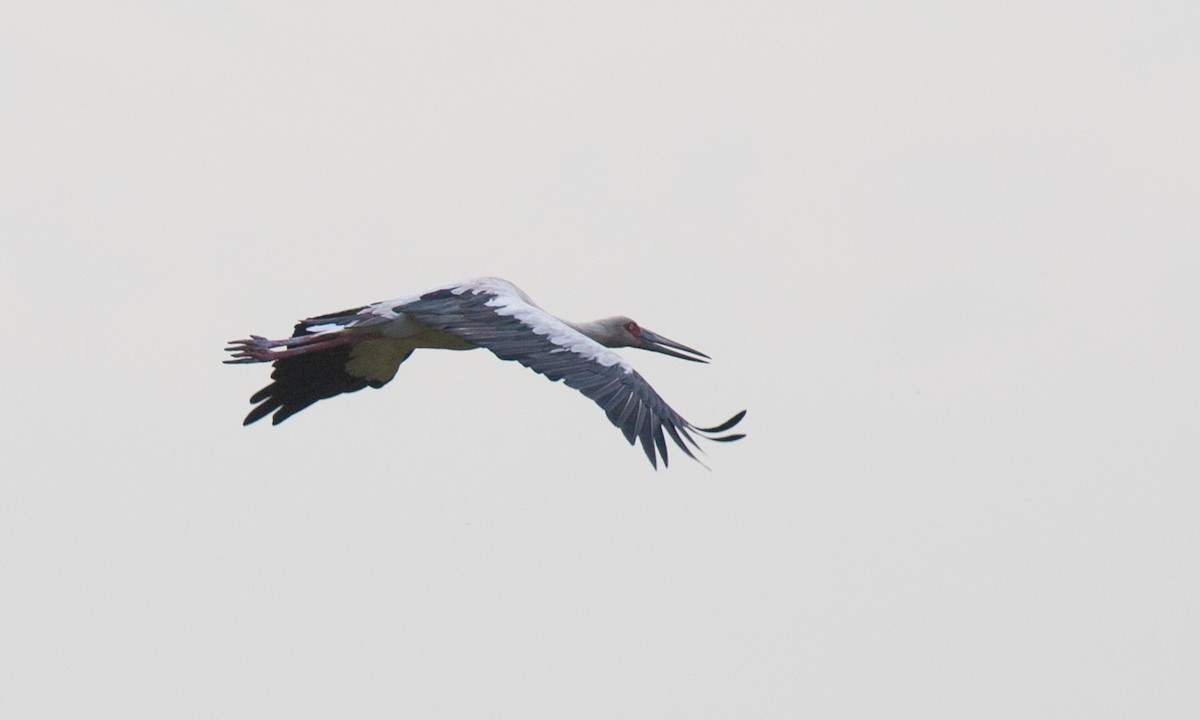 Maguari Stork - Chris Wood