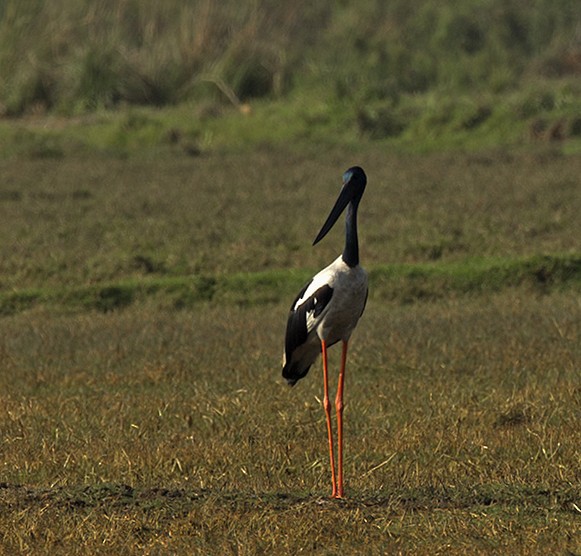 Black-necked Stork - ML315369031
