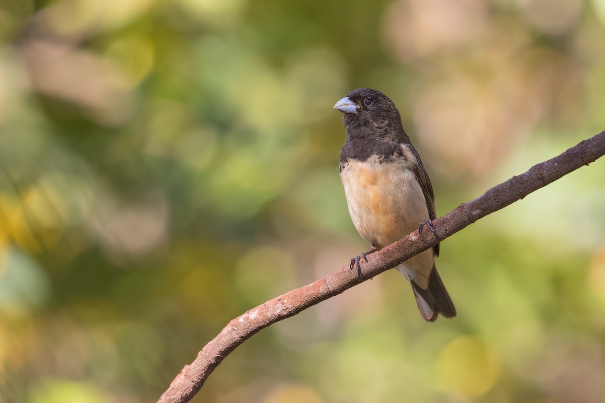 Yellow-bellied Seedeater - ML315370371