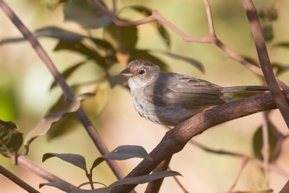 Pileated Finch - ML315371861